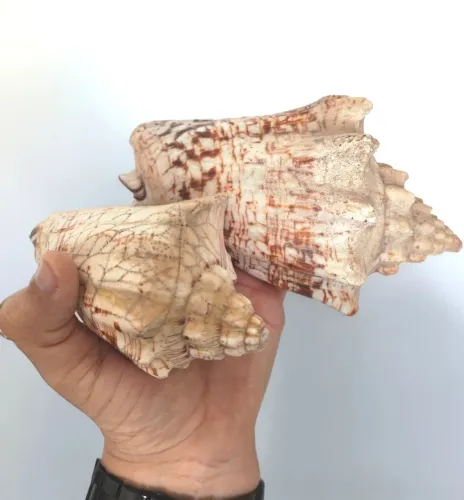 2 (Duas) Conchas Marinha Gigantes Voluta Ebraea
