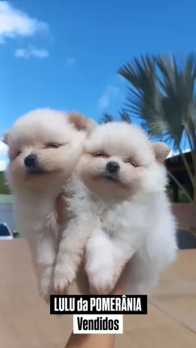 Lulu da pomerânia