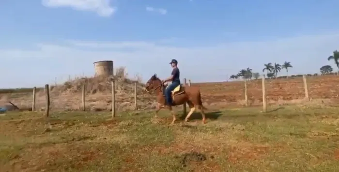 Venda mula 3 ano e meio ?