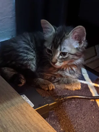 Doa-se Gata Fêmea Filhote (Gatinha)