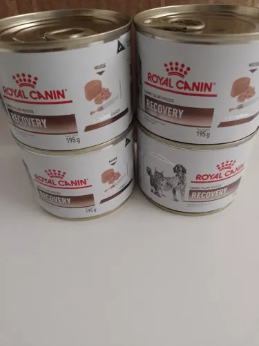 Recuperação gato e cachorro 