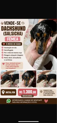 DACHSHUND (SALSICHA) FÊMEA À VENDA - NATAL/RN ?
