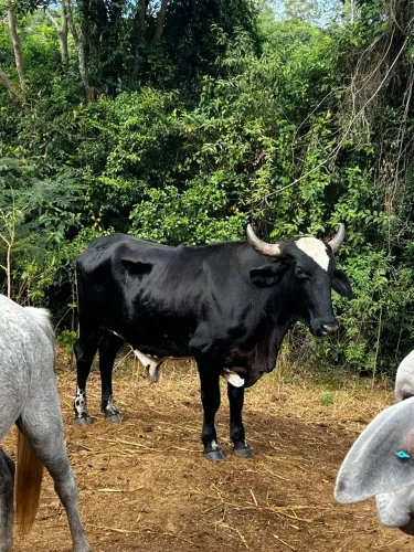 Venda bois