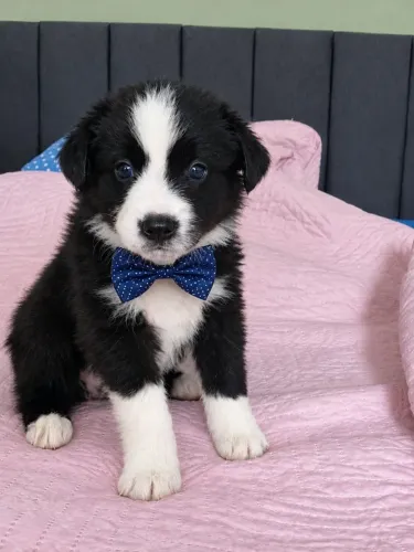 Filhote Border Collie