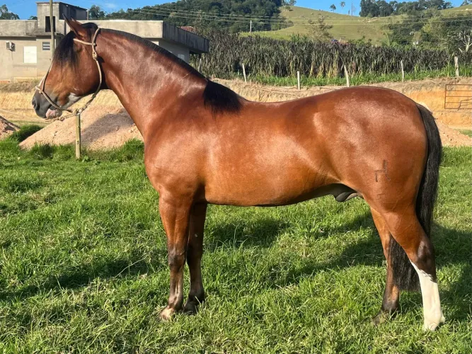 Cavalo