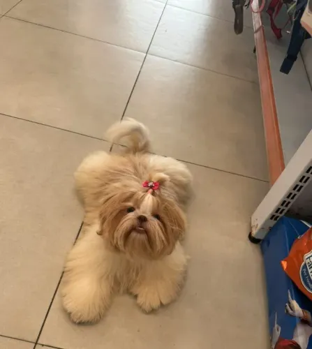 filhotes para reserva de shihtzu linhagem figado
