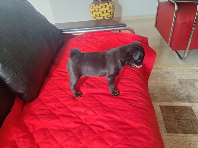Pug fêmea preta