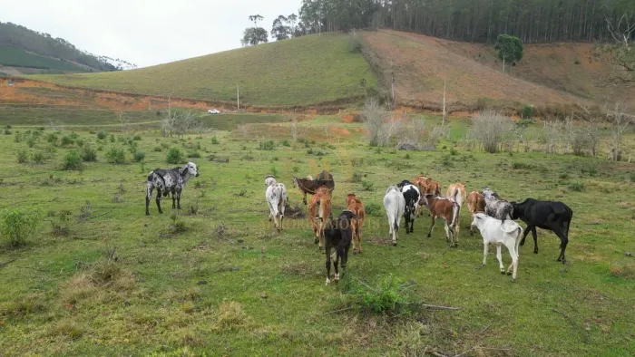 Terreno Rural em Domingos Martins 1 Alqueire com Rio, Pasto e Platô Pronto para Criação d