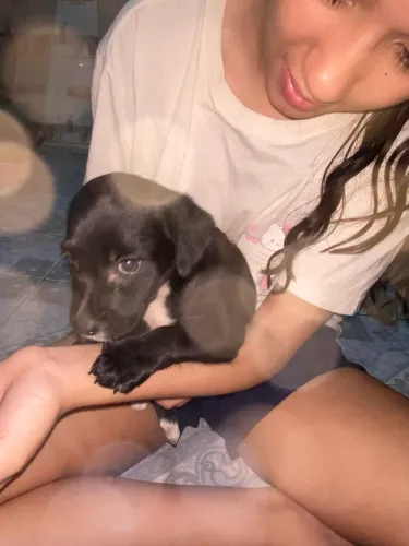 Cachorro