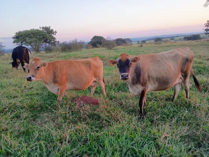 Vacas leiteiras