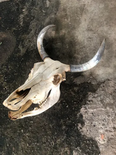 Cabeça de vaca 