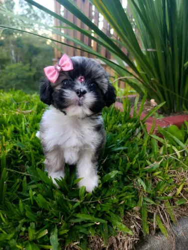 Shih-tzu micro fêmea