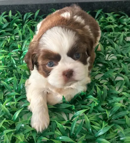 Shihtzu olhos claros