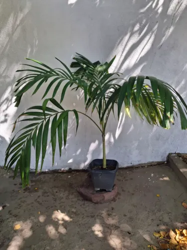 Palmeira veitchia, Palmeira da Malásia.