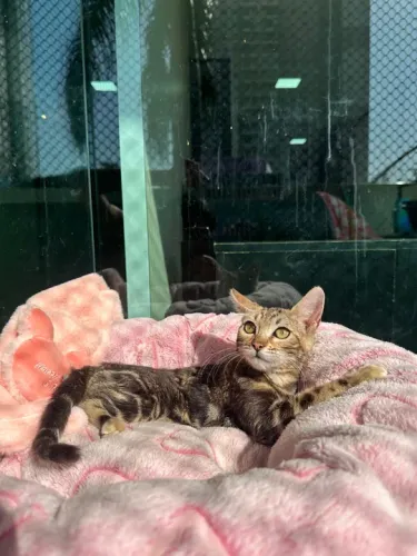 Lindos filhotes disponíveis Bengal 