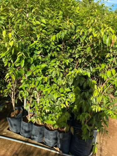 Muda de jabuticaba branca