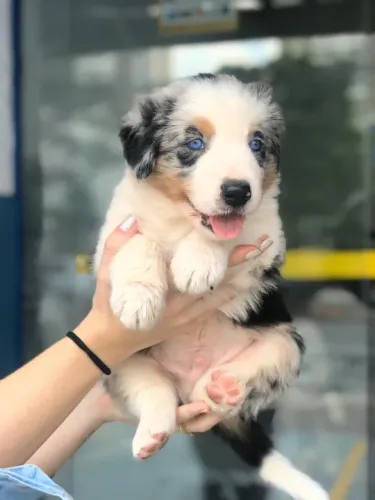 Border Collie blue merle com 50 dias, cor exótica- Dani