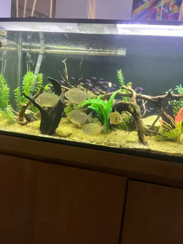 Aquário grande 100 litros com vários itens