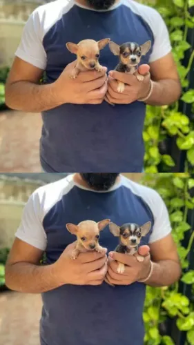 Filhote de Chihuahua - Lealdade e Companhia em um Tamanho Incrível