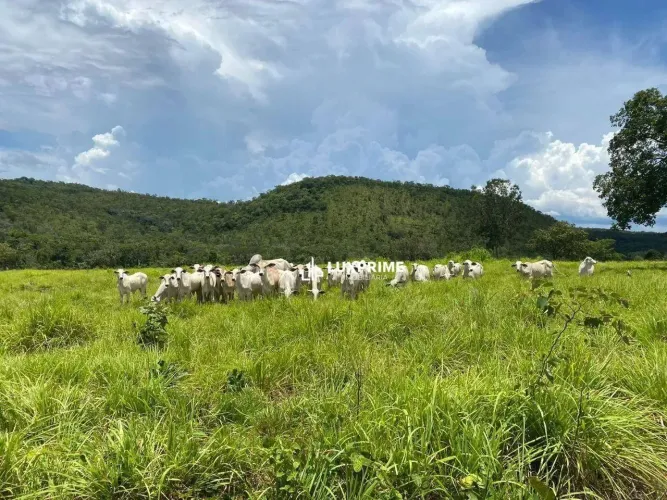 Fazenda à Venda, 39,5 Alq. por R$ 3.160.000,00 - Zona Rural - Tocantínia/TO