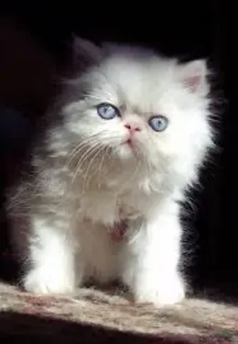 Gatinho Persa Branco - Olhos Azuis do mar 