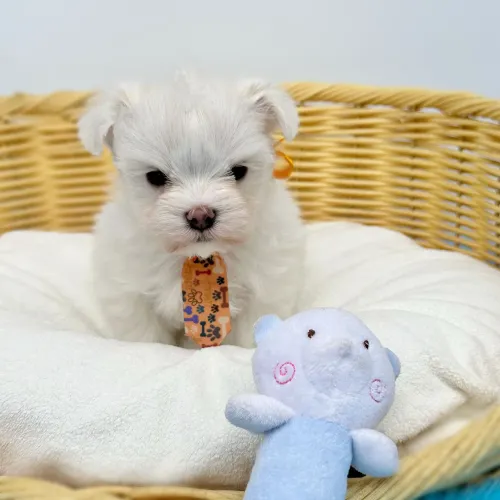 Maltês Macho - Beleza encantadora