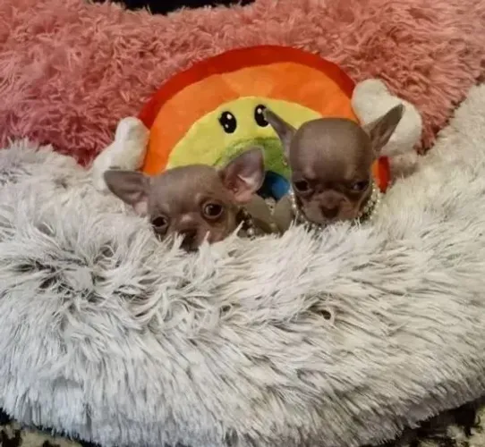 Chihuahua Fêmea Creme: Fofura em Forma de Filhote!