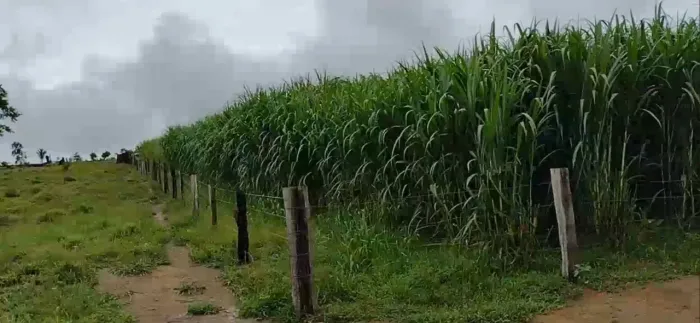 BRS CAPIAÇU E BRS KURUMI DISPONÍVEL PRA VENDA A PRONTA ENTREGA 