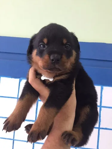 Rottweiler fêmea com 60 dias vacinada e com pedigree garantias de saúde em  contrato 