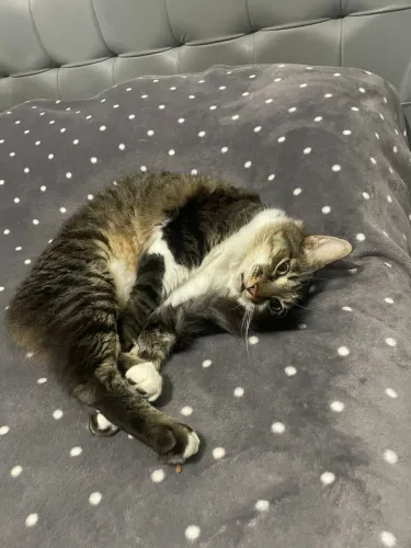 Doação de gato castrado 