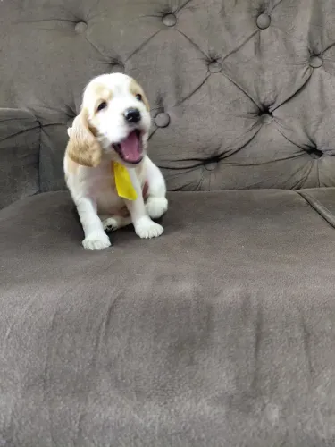 Filhotinhos de cocker spaniel