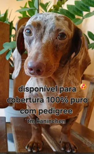 Dachshund salsichinha disponível para cobertura 