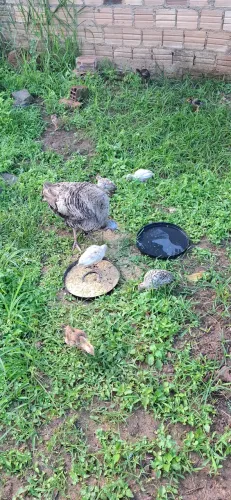 VENDO Perua fêmea com 5 filhotes de um mes