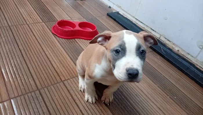 Vende se filhote de pitmonster puro!