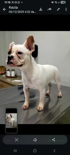 Lindos filhotes de Bulldogue francês Disponíveis