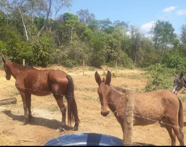 EGUA MANGALARGA + BURRO