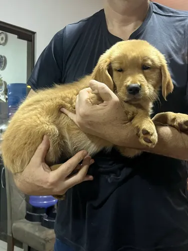 Filhotes de Golden Retriever com Pedigree - Oferta Diferenciada para a Ninhada Toda