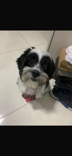 Doação da raça shih tzu