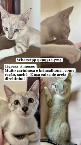 Gatinha