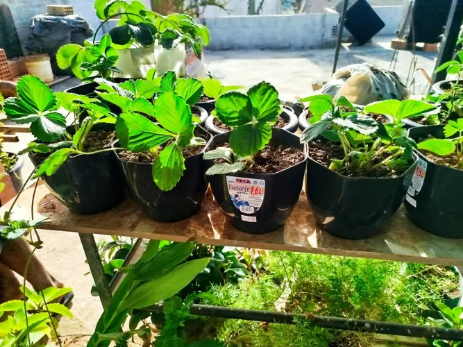 Mudas de morango