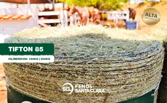 Feno para bovinos e equinos tipo B 300kg - Santa Clara | Terenos/MS