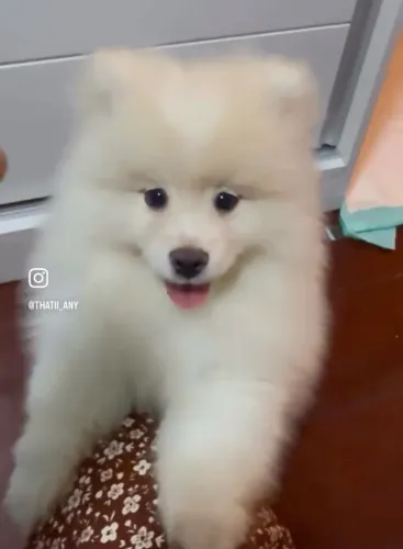 Lulu da pomerania