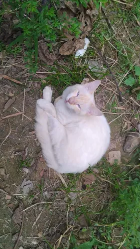 Gato Castrado pra adoção