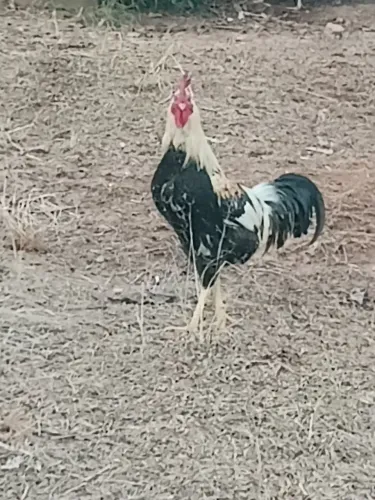 Vendo Galo Novo