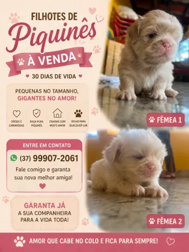 Cachorro piquines
