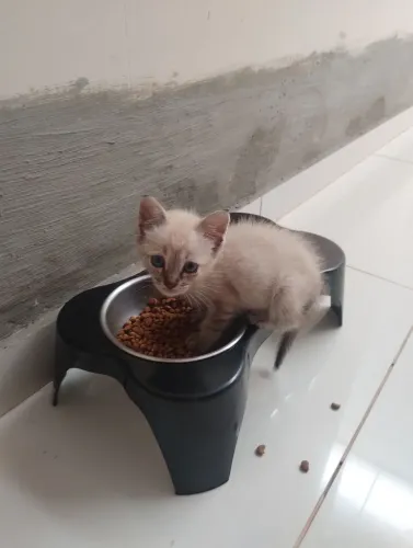 Gatinho macho 
