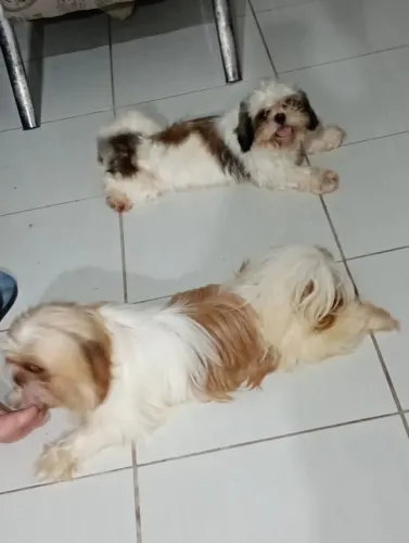 Shitzu 1 macho 1 fêmea esperando por lar tem 20 dias 