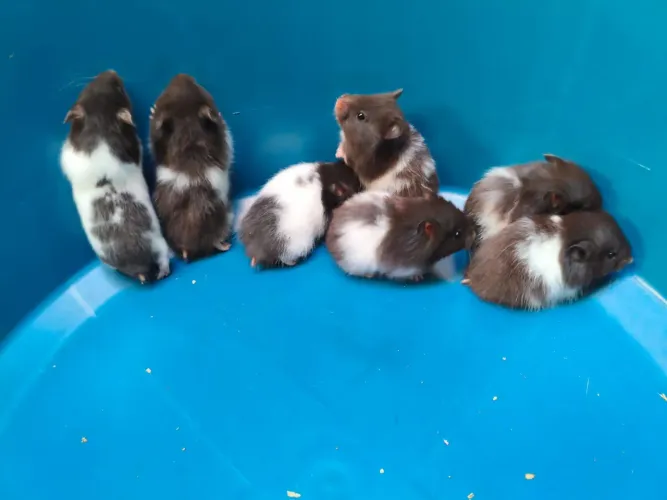 Hamster Sírio