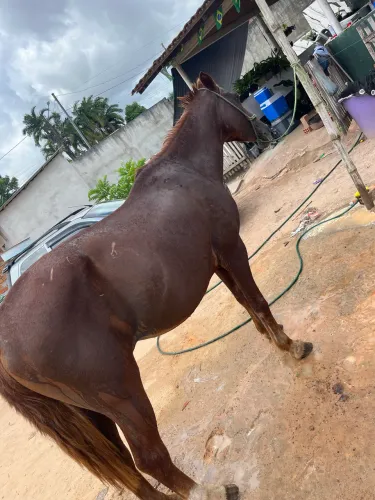 Égua pra vender