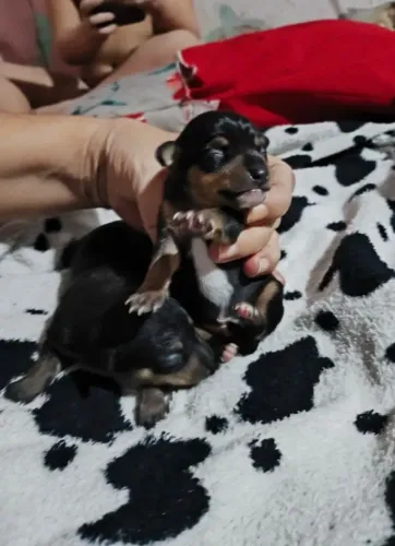 cachorro